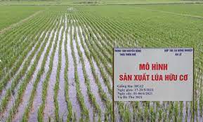 Tứ Kỳ dẫn đầu toàn tỉnh sản xuất lúa hữu cơ